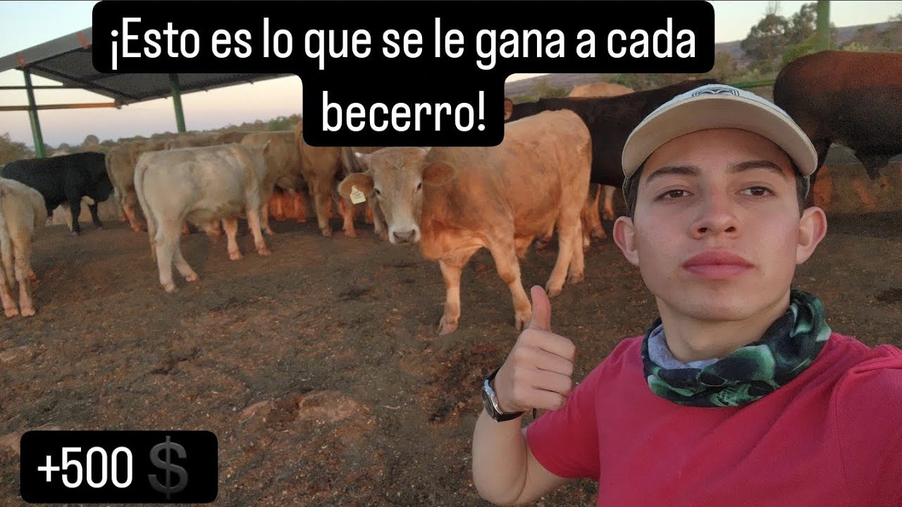 cuanto cuesta una cabeza de ganado