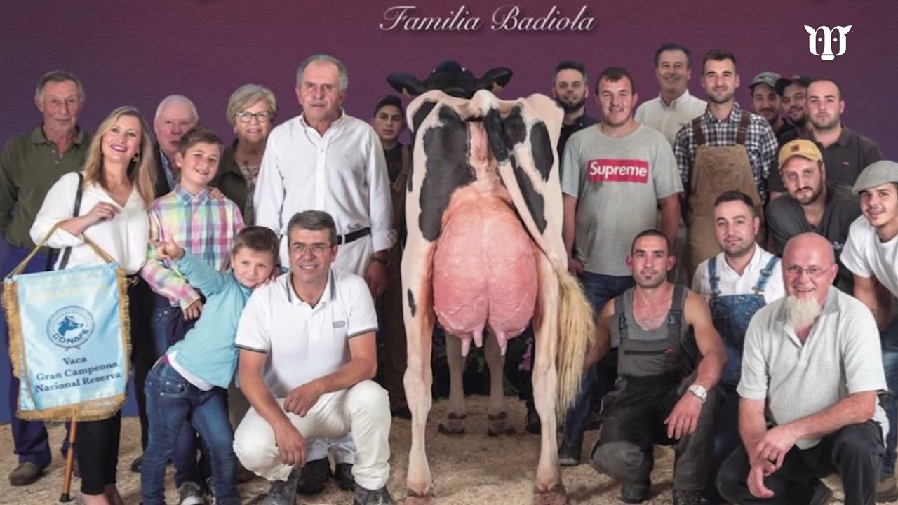 donde hay mas vacas en españa