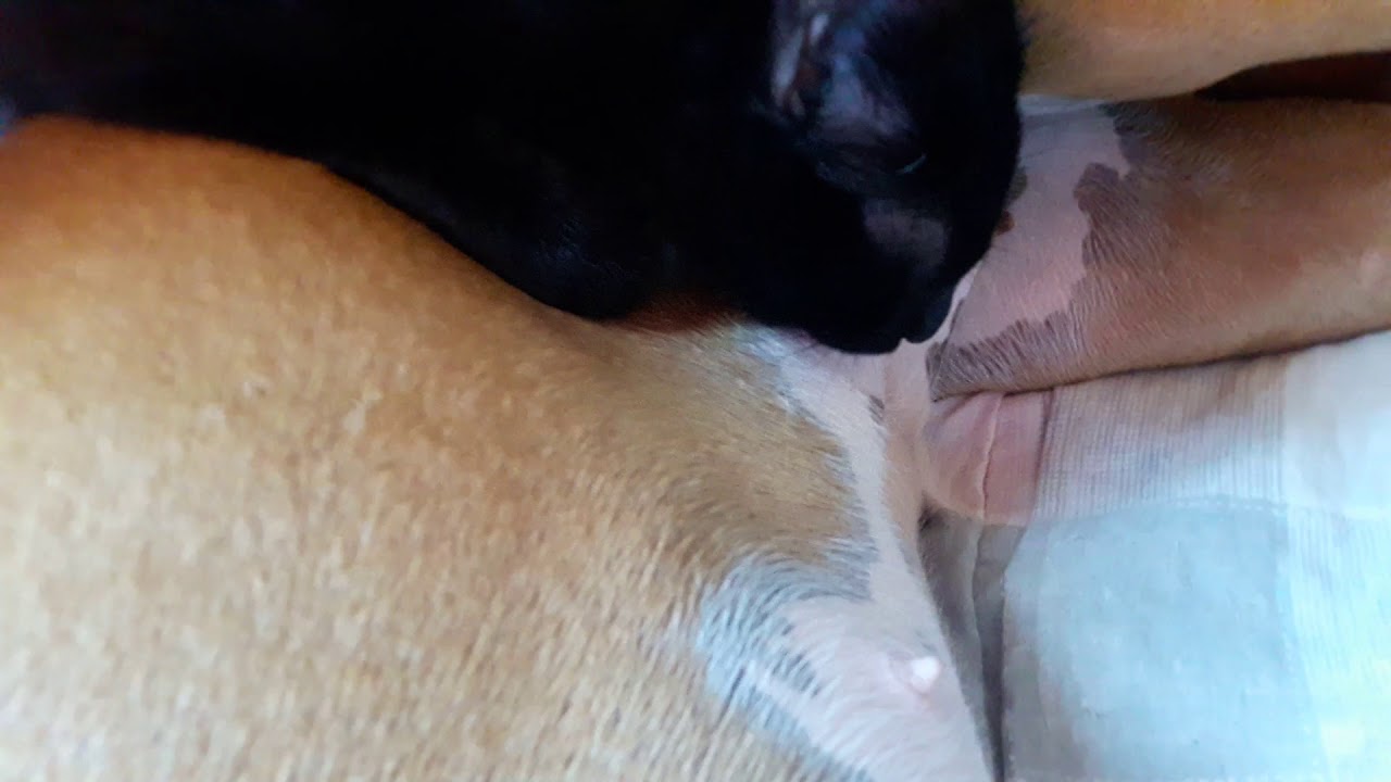 personas que tienen sexo con animales