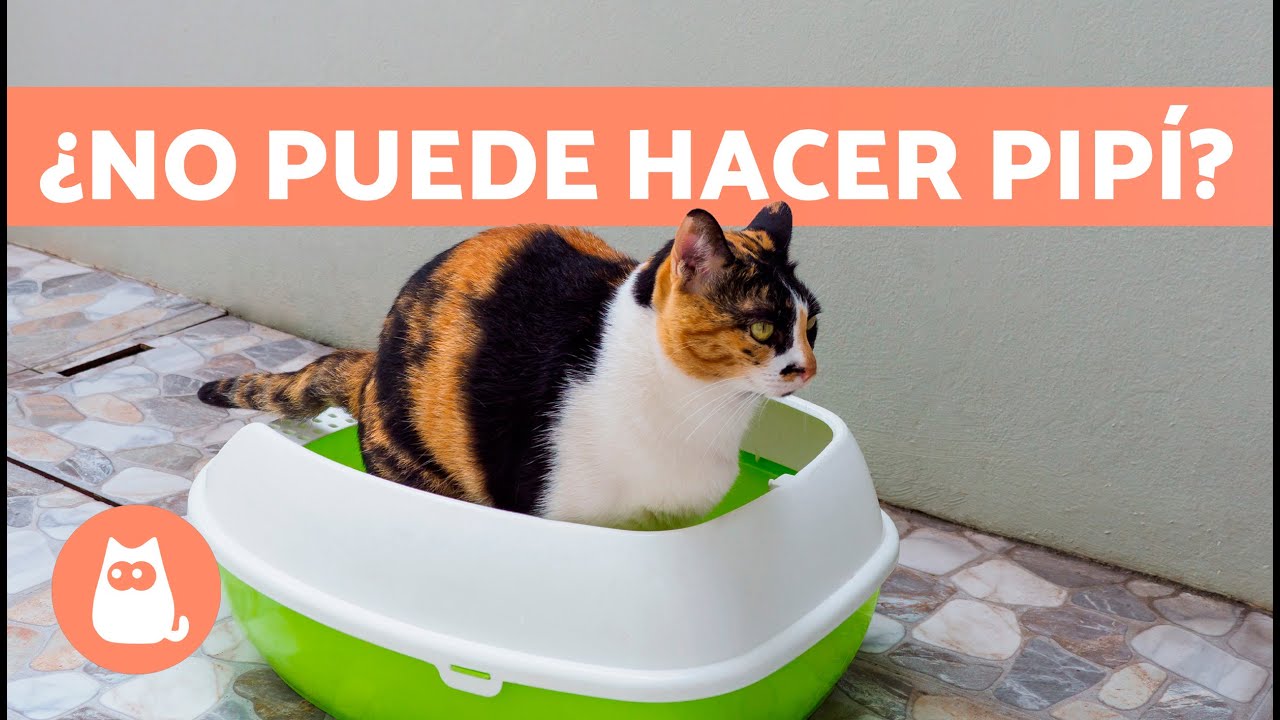 se puede morir un gato por infección urinaria