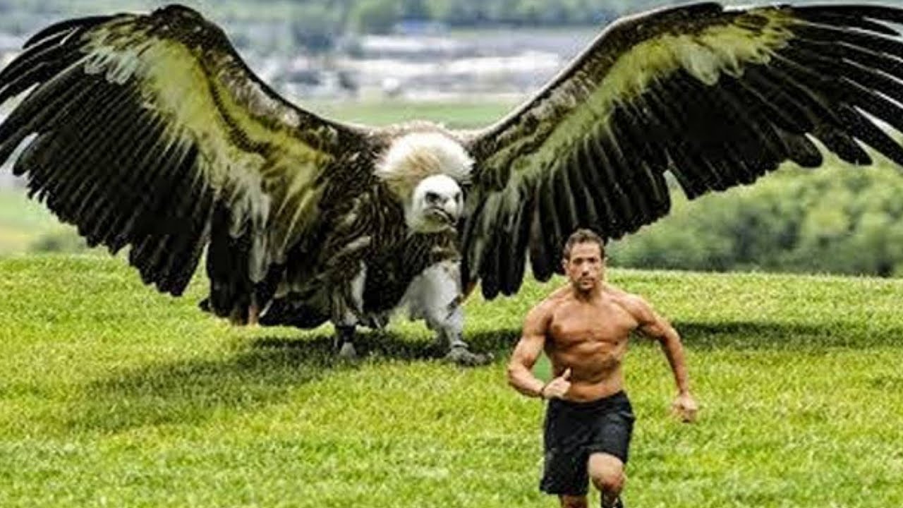 cual es el águila más grande
