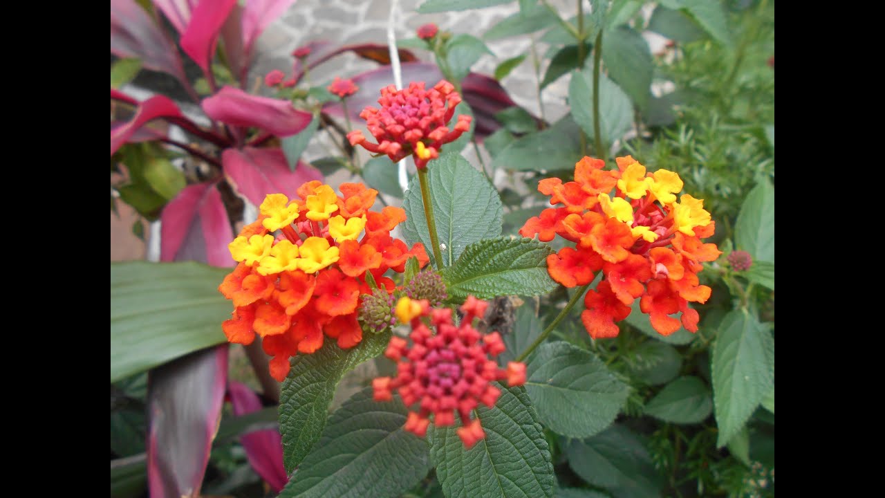 flor de la bandera de españa