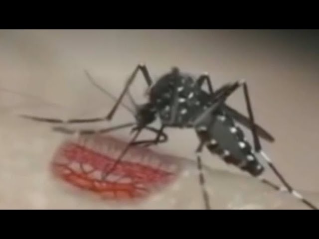 fotos de picaduras de mosquitos tigre