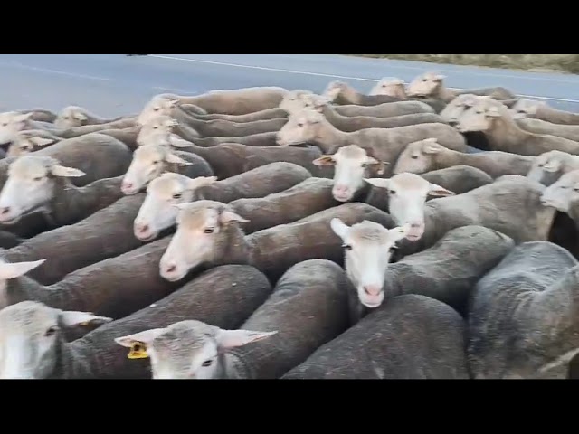 habitantes en navalmoral de la mata