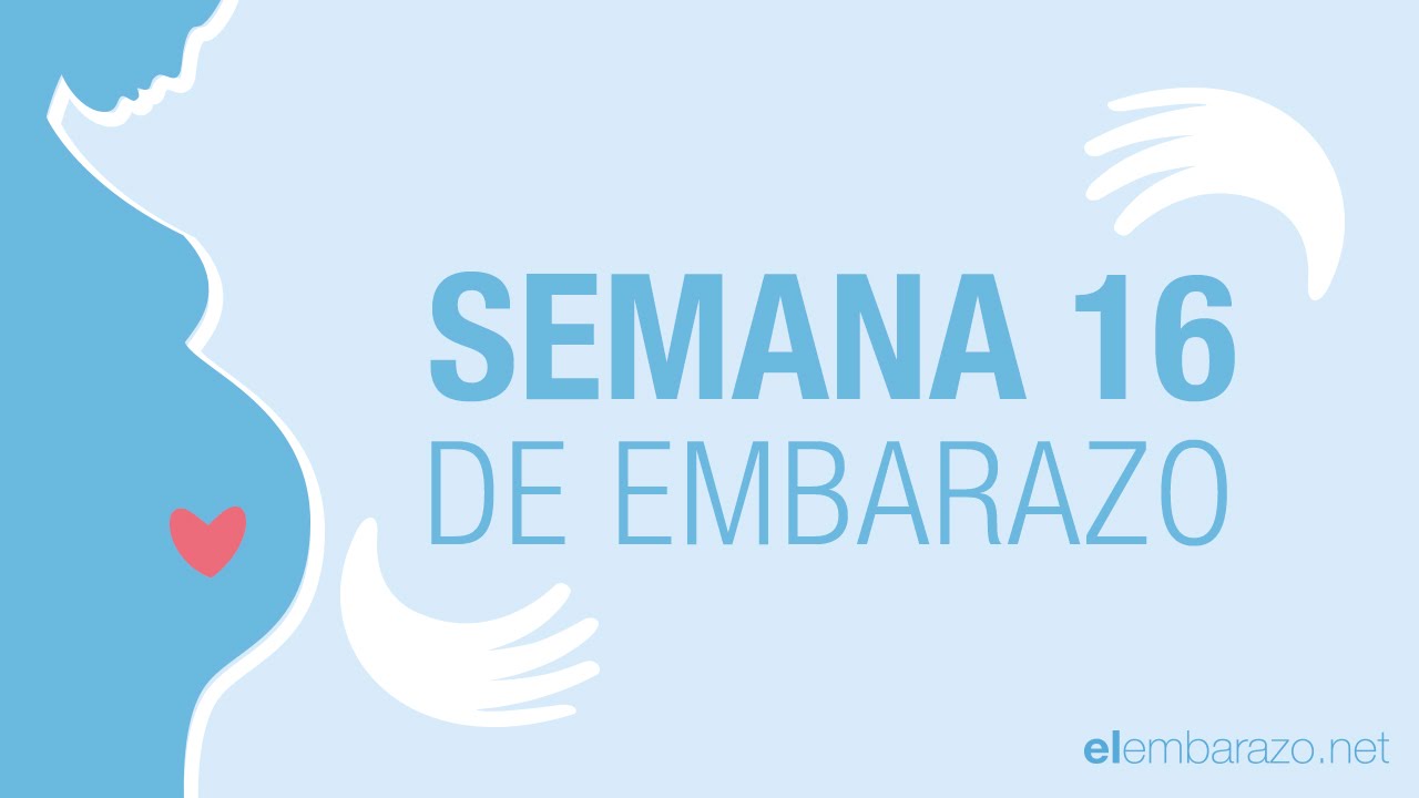 semana 16 de embarazo niño o niña