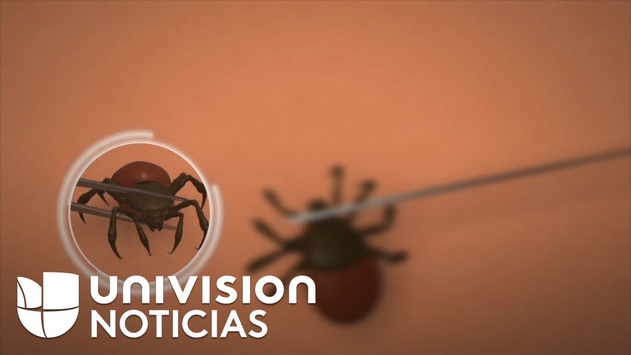tipos de garrapatas en españa fotos